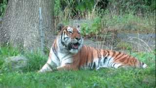 Bronx Zoo Tiger Mountain [upl. by Niraj]