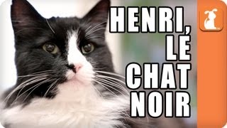 Henri le Chat Noir  Memed [upl. by Esorrebma]