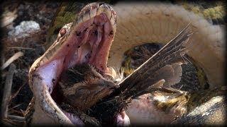 Python eats Bird 03  Python Eats Bird Alive  Music [upl. by Calv]