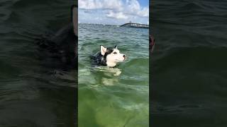 Huskie se escapo a nadar 😂🤣😅 CANINO SALUDABLE shorts viral [upl. by Anaidirib405]