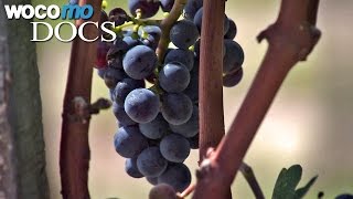 Global warming and wine  Viticulture and Climate Change HD 1080p [upl. by Jephum]