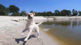 Urlaub mit Hund bei Landal GreenParks [upl. by Helsie240]