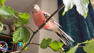 Natural Beech Tree Branch Enrichment for Rosey Bourkes Parakeet [upl. by Uta]