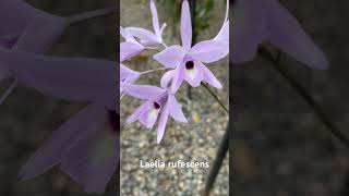 Orquídea de la alegría Laelia rufescens [upl. by Whitcomb600]