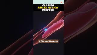 Reflex Action in 60 Seconds  Class 10 Biology  CBSE 2024 vedantuclass10 [upl. by Fawcette166]