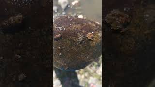 Mayflies on a rock with a few caddisfly casings from the depths of the Yampa River [upl. by Zimmermann]