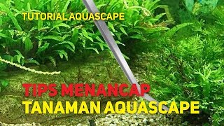 Tutorial menancap tanaman aquascape [upl. by Eimrej598]