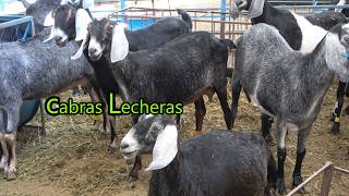 GRANJA DE BORREGOS RAZAS Dorper Katahdin Pelibuey cabras lecheras para hacer queso [upl. by Yelrak]