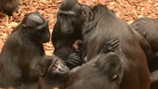 Macaca nigra  Макака чубатий  Celebes crested macaque [upl. by Gareth506]