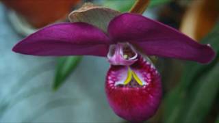 Phragmipedium peruvianum syn Phragmipedium kovachii [upl. by Nordin]