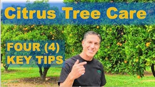 4 KEY TIPS Citrus Tree Care  Citrus Orchard Tour [upl. by Isdnil349]