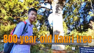 The 800 yearold Kauri tree Parry Kauri Park Warkworth [upl. by Kylstra]