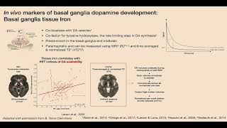 OHBM 2024  Symposium  Ashley Parr  Variation in striatal dopaminerelated neurophysiology supp… [upl. by Ekaterina]