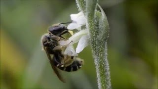 Orchid pollination 19 Pollination of Spiranthes spiralis by Halictus simplex [upl. by Septima]