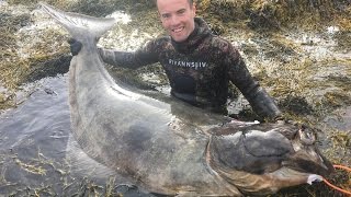 Spearfishing Halibut 764 kg  Tromsø Norway 2016 [upl. by Anigue]