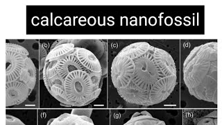 Calcareous nannoplankton  coccolithophores [upl. by Obeded]