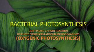 BACTERIAL PHOTOSYNTHESIS II LIGHT PHASE II OXYGENIC PHOTOSYNTHESIS [upl. by Eelrac508]