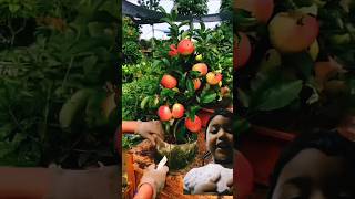 Apple fruit garden shortvideo shotrs fruit 🍎🍎🍎 [upl. by Chow]