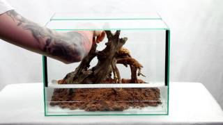 Terrarium for Socotra Island Blue  Monocentropus balfouri  communal [upl. by Jacky]