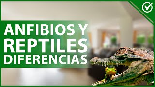 🐸 ¿Qué diferencia hay entre ANFIBIOS y REPTILES  Anatómicas y temperamento 🐍🐸 [upl. by Layol]