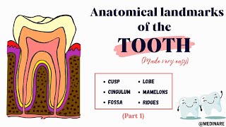 Anatomical landmarks of the tooth  Part 1  Simplified  Medinare [upl. by Lednahs793]