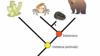 Phylogeny and Phylogentic Trees [upl. by Nylatsirk391]