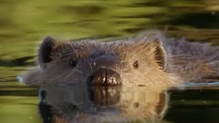 Beaver Lodge Construction Squad  Attenborough  BBC Earth [upl. by Jamima]