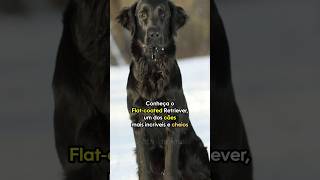 Flat Coated Retriever O Cão Que Nunca Deixa de Ser Filhote 🐾 flatcoatedretriever cães pets [upl. by Assetniuq]