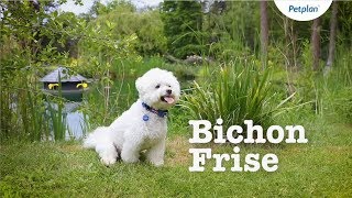 Bichon Frise Breed Information Temperament Lifespan amp more  Petplan [upl. by Ayle288]