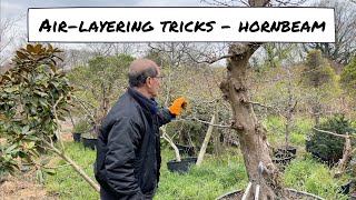 Hornbeam Air layering Tricks [upl. by Lay]