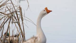 Swan Goose domestic honking calling Feb 8 2017 at White Rock Lake Dallas TX [upl. by Meredithe]