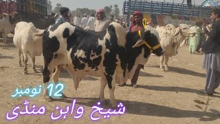 Sheikhwan Mandi Update 12 November 2023  MandiBoy  Zeeshan Khan [upl. by Norm640]