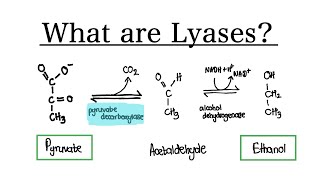 What are Lyase Enzymes  MCAT Biochemistry [upl. by Nealy]