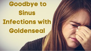 Sinus Infection Relief the Benefits of Goldenseal [upl. by Dry]