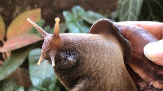 A snail eating cucumber on my hand [upl. by Larisa620]