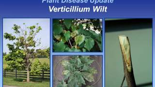 Verticillium Wilt [upl. by Greenburg580]