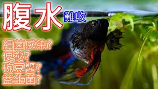 鬥哥生病了 鬥魚有腹水症狀 怎麼辦  Dropsy in Betta Fish  How To Treat DROPSY In Fish [upl. by Anirat]