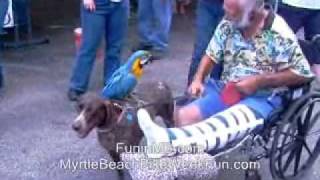 Mojo the Macaw bites womans hair and sits on Lady the bird dog [upl. by Par]