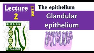 2a Glandular epitheliumHistology [upl. by Frank740]