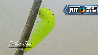 Graphium agamemnon Tailed Jay  Caterpillar to Butterfly Transformation  Timelapse [upl. by Melly]