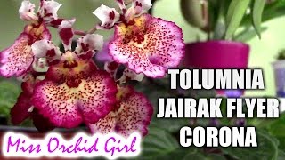 Tolumnia Jairak Flyer Corona Orchid  I am in love [upl. by Salamone448]