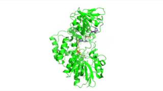 Cyclohexanone Monooxygenase Catalysis [upl. by Morgan729]