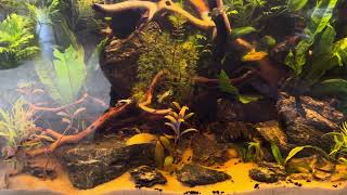 Planted Guppy tank [upl. by Noral]