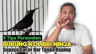 CARA MERAWAT BURUNG KOLIBRI NINJA AGAR CEPAT GACOR  PERAWATAN HARIAN KOLIBRI NINJA BIAR GACOR [upl. by Dorita]