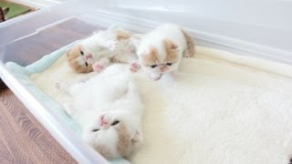 Exotic Shorthair Kittens Waving Hello at 3 Weeks Old [upl. by Etan599]