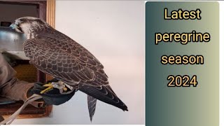 Latest peregrine falcon bird season 2024sparrowhawk birdslover eaglehawk [upl. by Kenelm780]