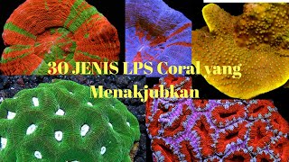 30 JENIS Coral LPS Yang Menakjubkan [upl. by Hareenum]