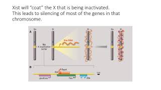 X chromosome inactivation mechanisms [upl. by Alleris]