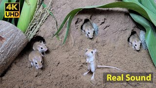 Cat TV mouse digging burrows  holes in sand  playing and squeaking 8 Hour 4k UHD [upl. by Leonidas493]