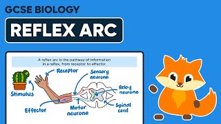 Reflex Arc  GCSE Biology [upl. by Aryhs]